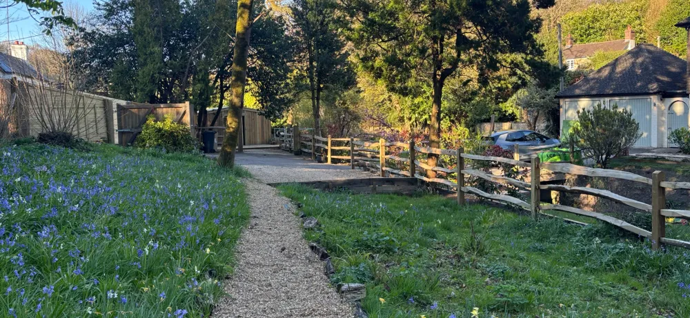 Gravel path through bluebells beside timber fencing