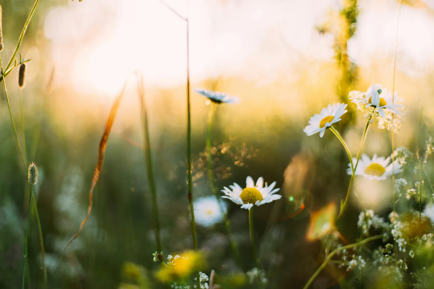 White daisies in warm sunlight