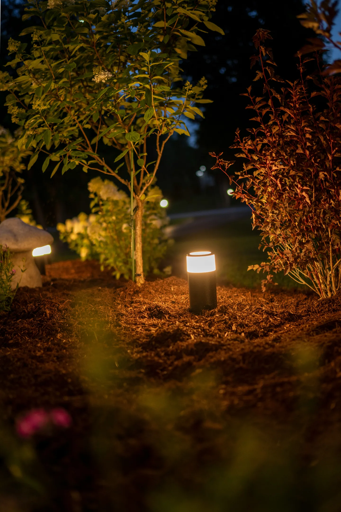 Illuminated garden path beneath trees at night