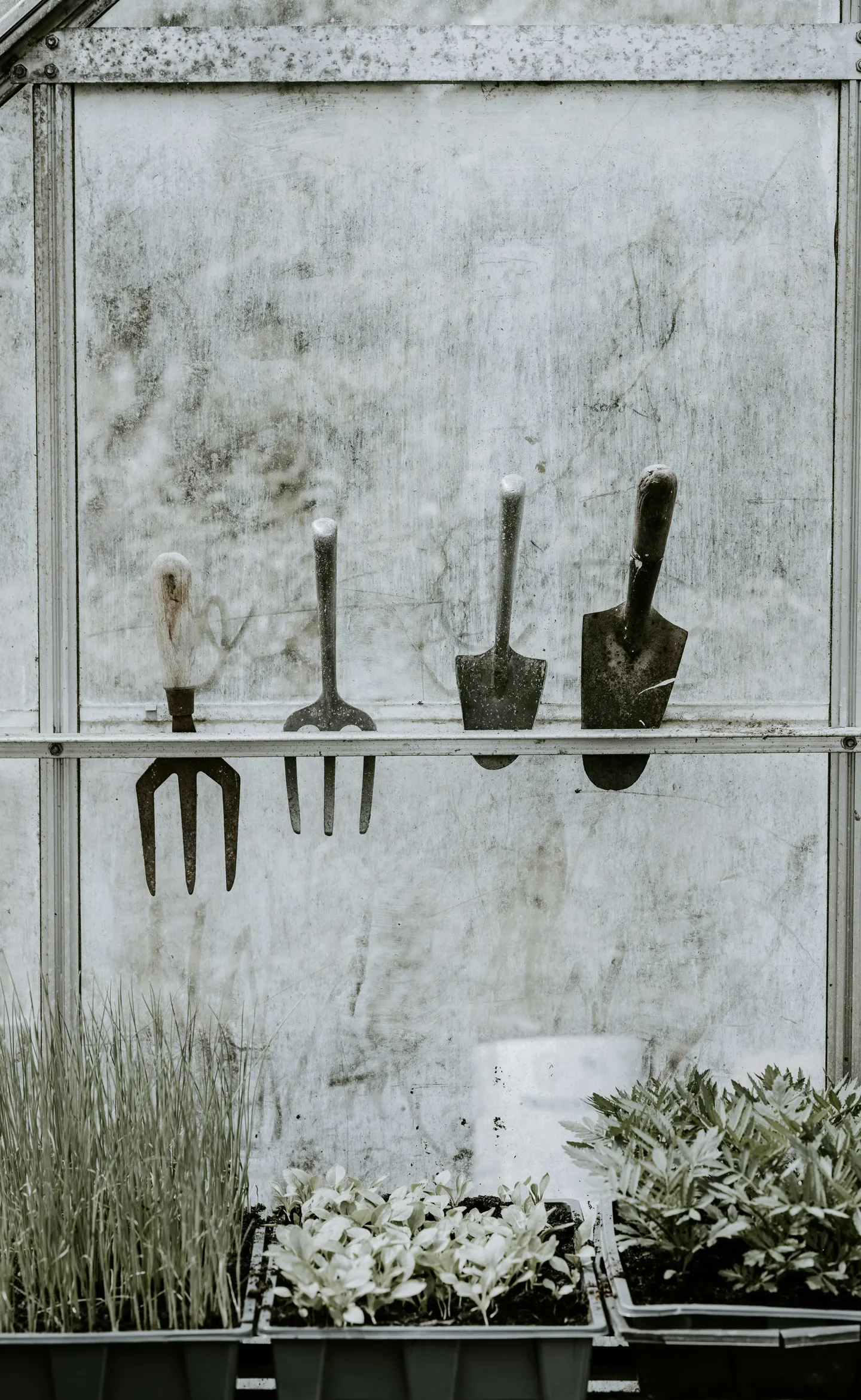 Hand tools hanging on a greenhouse wall