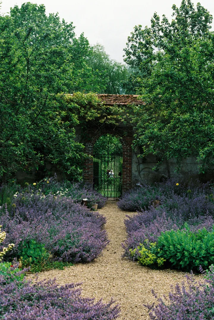 Gravel paths between flowering lavender borders