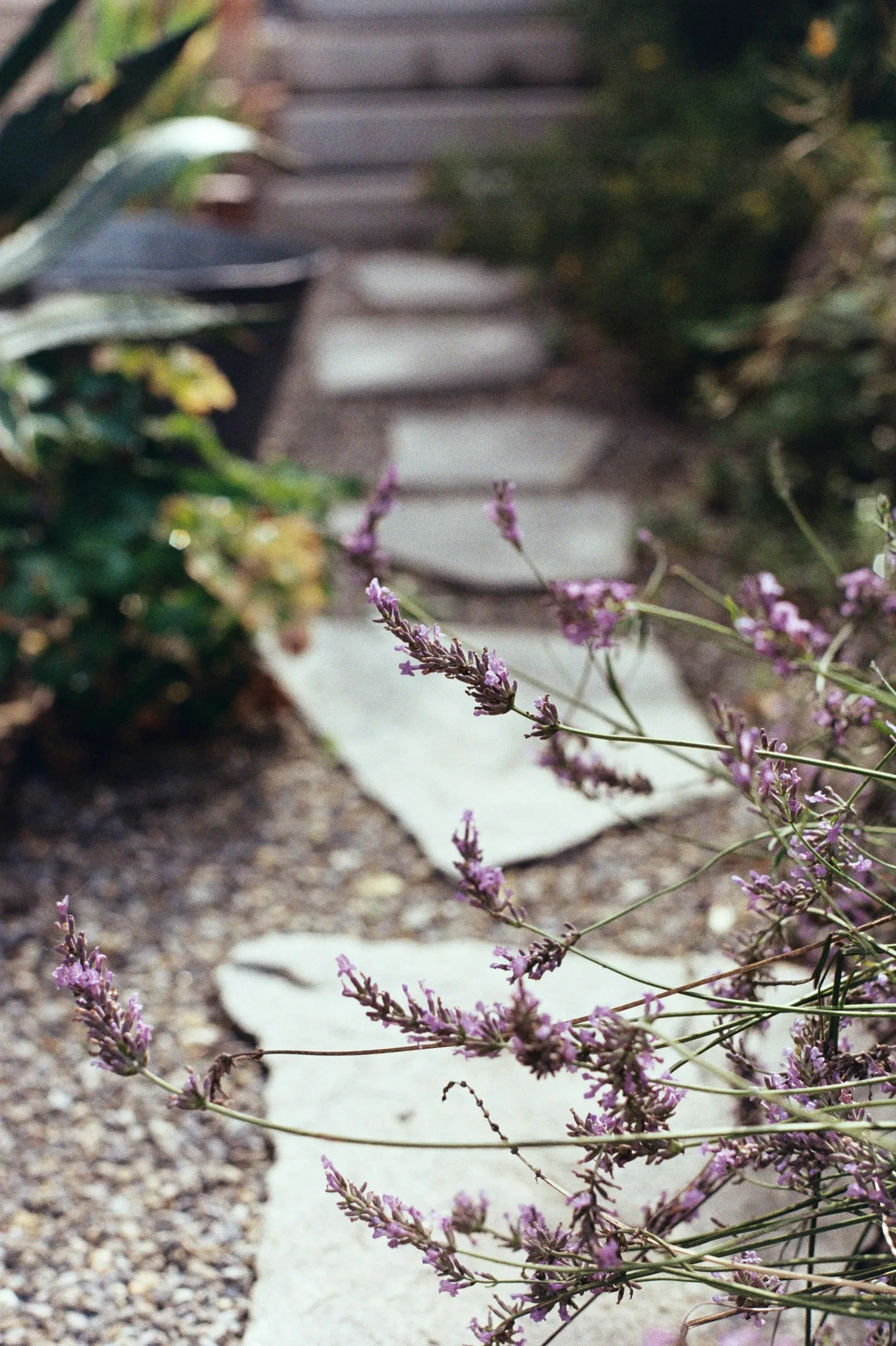 Stone steps winding through planted borders