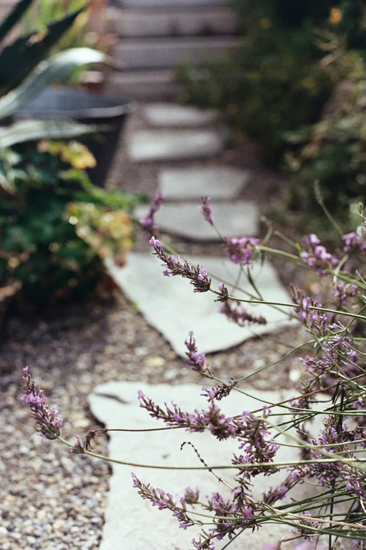 Stone steps winding through planted borders