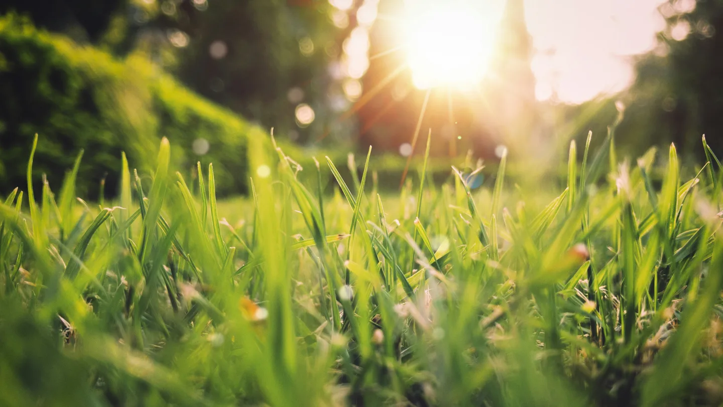 Grass growing in warm sunlight
