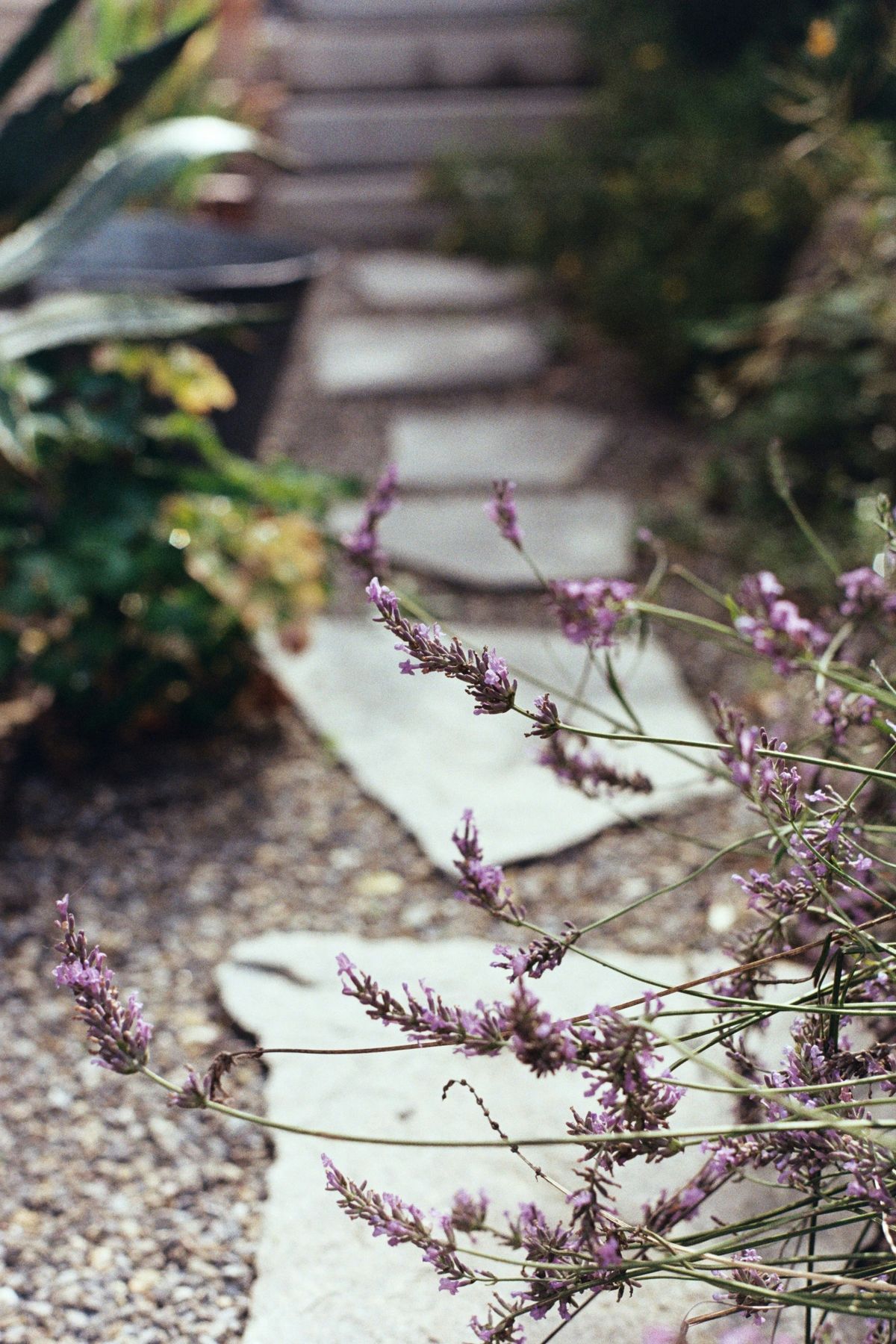 Lavender leaning over stone stepping slabs on a gravel garden path