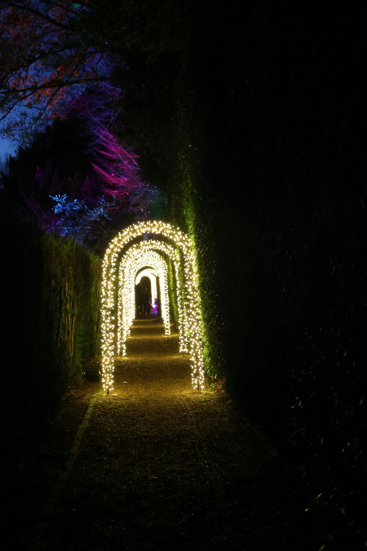 Arches of warm lights over a hedged garden path in the evening