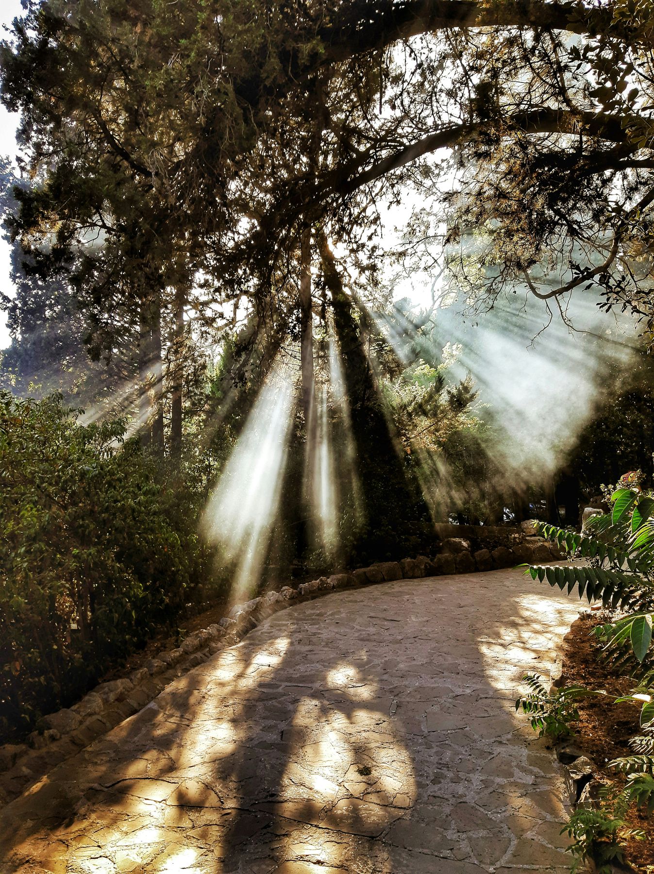 Morning sun breaking through mature trees over a stone garden path
